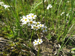 Primula egaliksensis