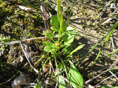 Primula egaliksensis