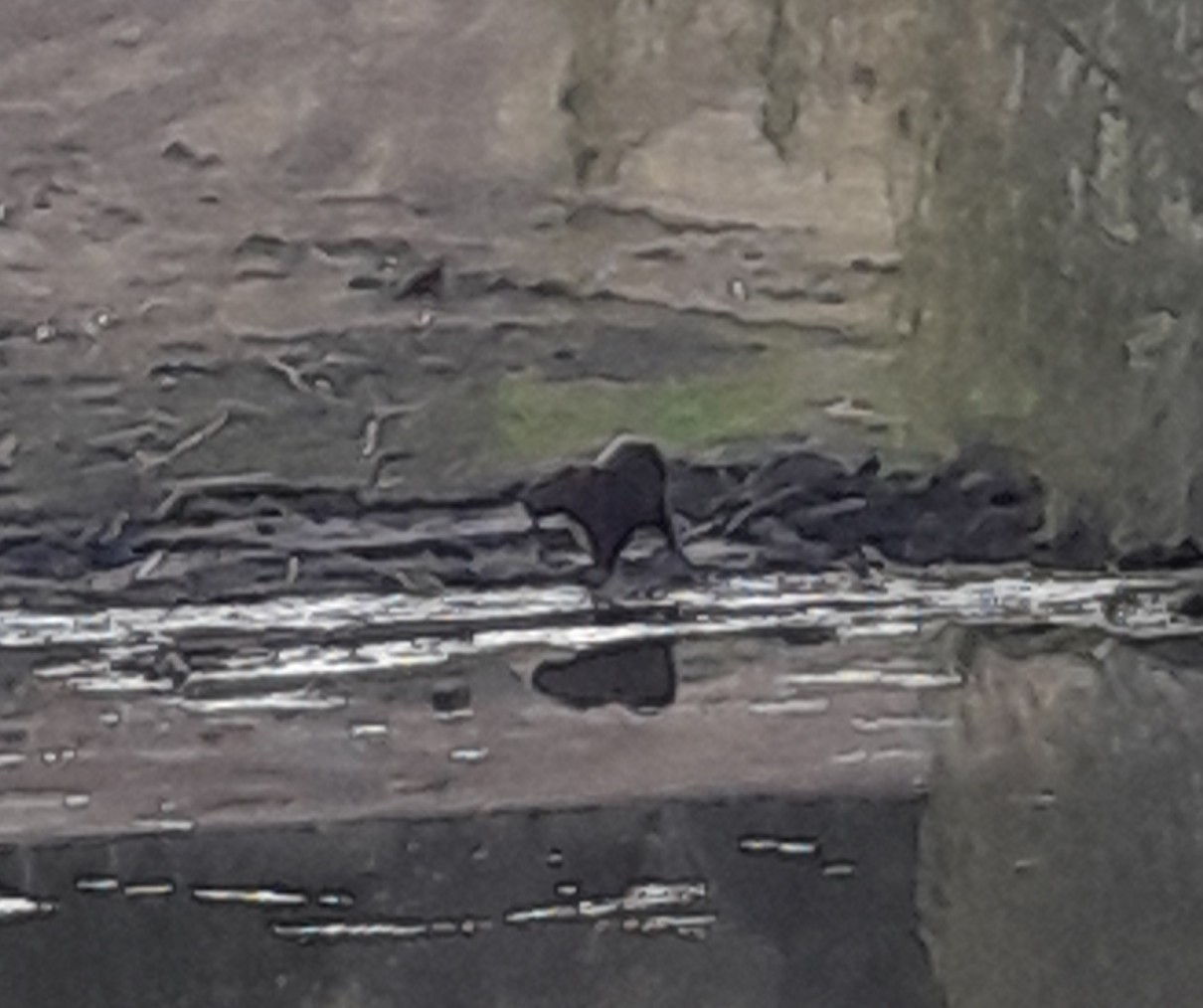 Hydrochoerus hydrochaeris (Linnaeus, 1766)