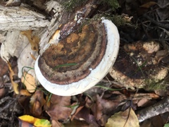 Fomitopsis hemitephra