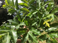 Flindersia australis