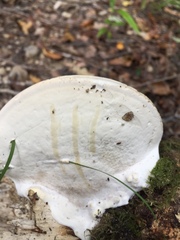 Fomitopsis hemitephra
