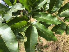 Flindersia australis