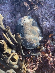 Haliotis cracherodii