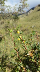 Berberis empetrifolia