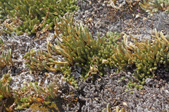 Selaginella watsonii