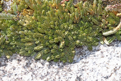 Selaginella watsonii