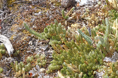 Selaginella watsonii