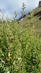 Clinopodium gilliesii