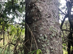 Flindersia australis