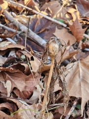 Neolasioptera boehmeriae