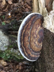 Fomitopsis hemitephra