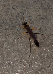 Sceliphron asiaticum