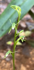 Megastylis rara