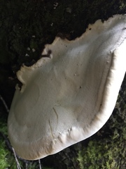 Fomitopsis hemitephra