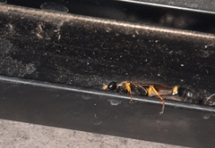 Sceliphron asiaticum