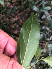 Cryptocarya triplinervis pubens