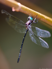 Eusynthemis nigra