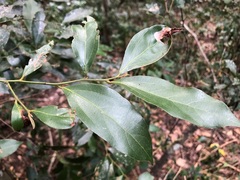 Cryptocarya triplinervis pubens