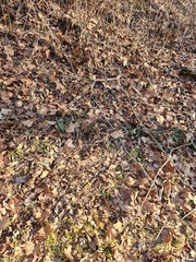 Neolasioptera boehmeriae