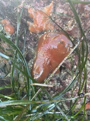 Aplidium californicum