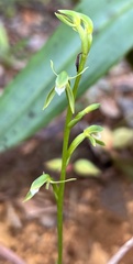 Megastylis rara