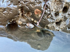Ophiothrix