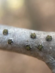 Diatrype virescens