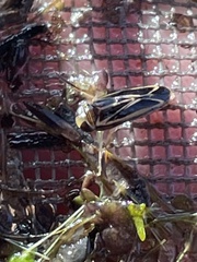 Sigara hydatotrephes