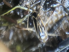 Sigara hydatotrephes