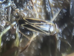 Sigara hydatotrephes