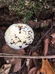 Austroboletus niveus