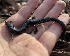 Plethodon chlorobryonis
