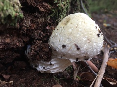 Austroboletus niveus