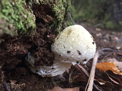 Austroboletus niveus