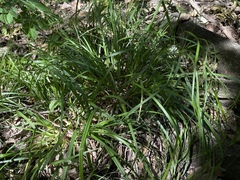 Carex debilis debilis