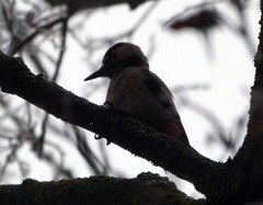 Dendrocopos syriacus