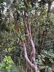 Tristaniopsis yateensis