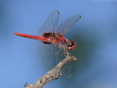 Aethriamanta circumsignata