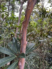 Tristaniopsis yateensis