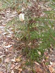 Ptilotus macrocephalus