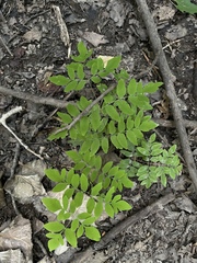 Osmunda spectabilis