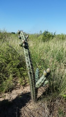 Cereus aethiops