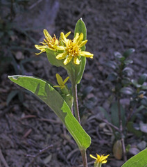 Oreochrysum parryi