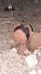 Prosopanche americana