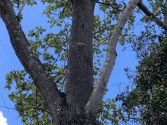 Brachychiton discolor