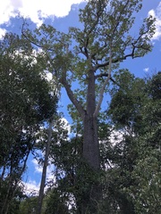 Brachychiton discolor