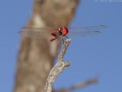 Aethriamanta circumsignata