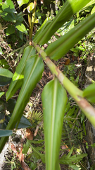 Hedychium