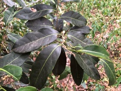 Diospyros fasciculosa